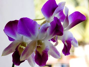 Close-up of purple orchids