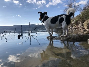 Dogs standing in lake against sky