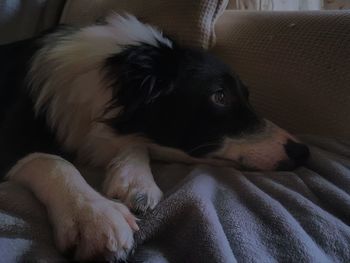 Close-up of dog resting on sofa at home