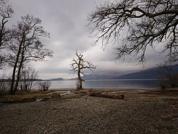 Bare tree on beach against sky