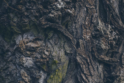 Full frame shot of tree trunk