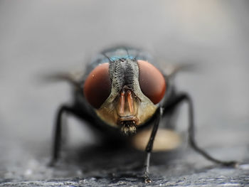 Close-up of fly