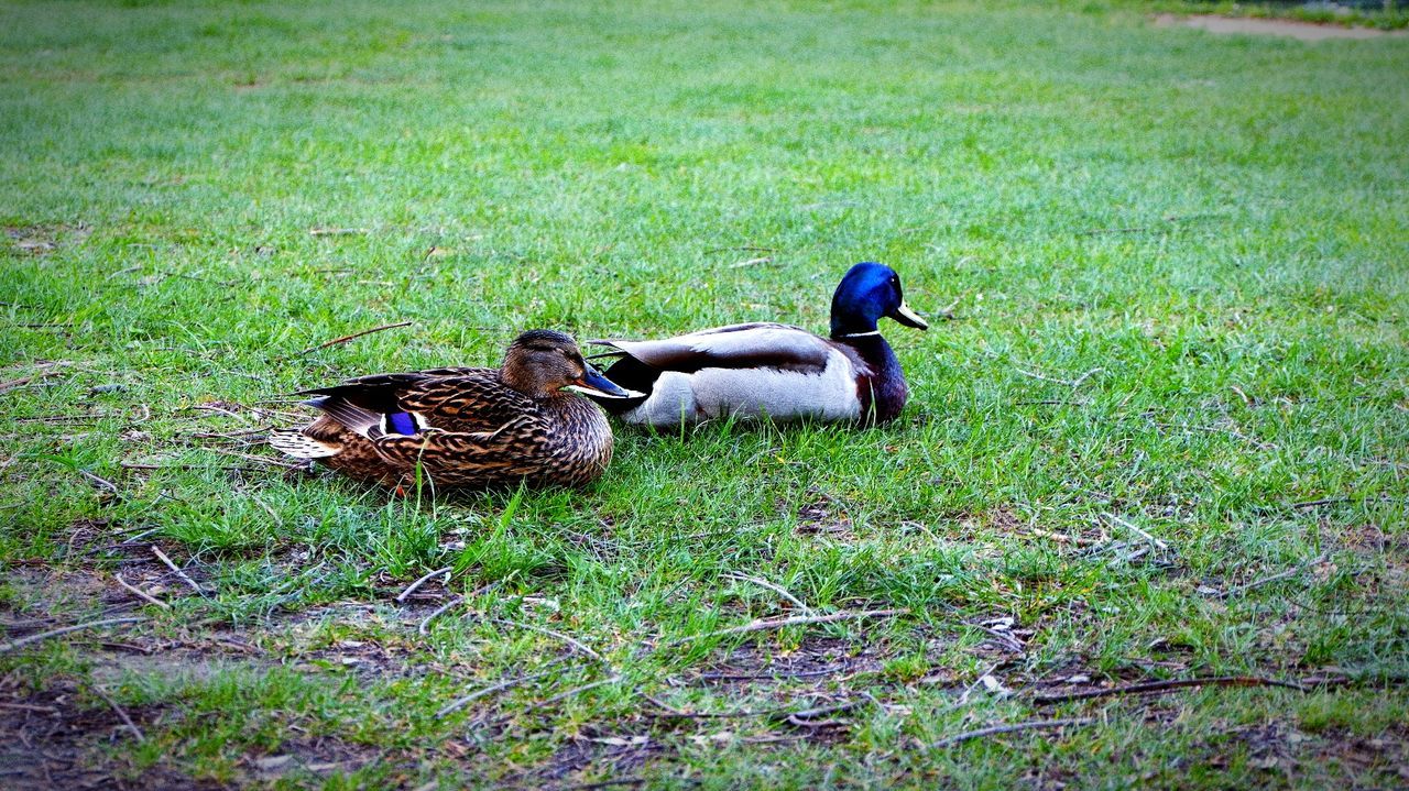 grass, bird, animal themes, vertebrate, animal, plant, animals in the wild, field, land, group of animals, animal wildlife, duck, poultry, green color, nature, no people, two animals, day, mallard duck, male animal, outdoors, animal family