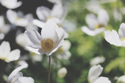 Close-up of white flowers blooming outdoors