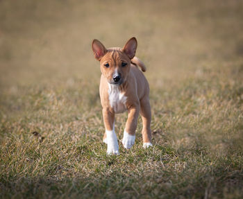 Portrait of dog on field