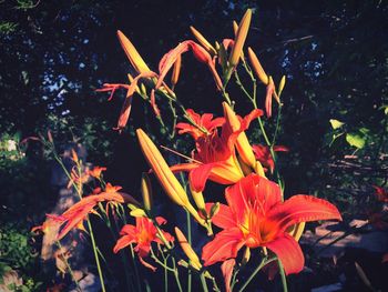 Close-up of red flowers