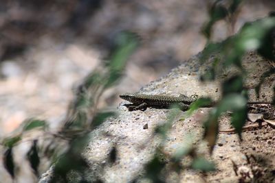 Close-up of plant