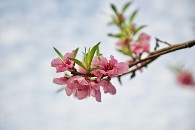 Close-up of pink flowers blooming on tree against sky