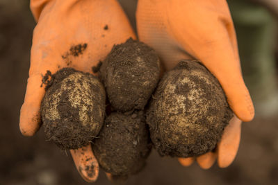 Close-up of potatoes