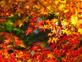 Close-up of maple leaves on tree during autumn