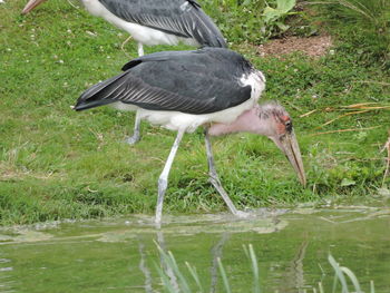 Side view of a bird in water