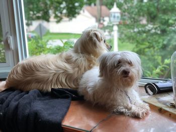 View of a dog on the window