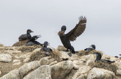 Birds flying over rock against sky