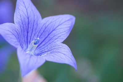 Close-up of purple iris flower