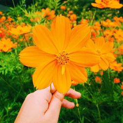 Close-up of cropped hand holding yellow flower