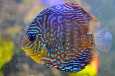 Close-up of fish swimming in aquarium