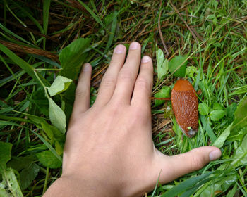 Giant slug found in the oetztal valley, austria