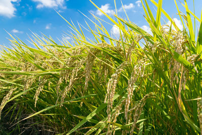 Low angle view of crops growing on field against sky