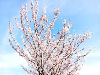 Low angle view of flower tree against clear sky