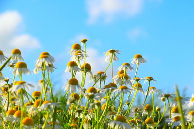 Close-up of flowering plants against sky