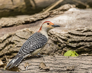 Close-up of a bird perching on a field