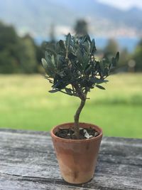 Close-up of small potted plant on table