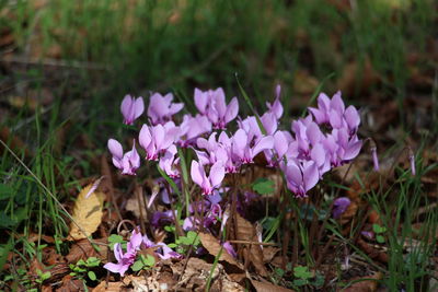 Close-up of pink flowering plants on field