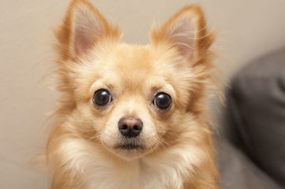 Close-up portrait of dog