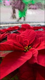 Close-up of red flower