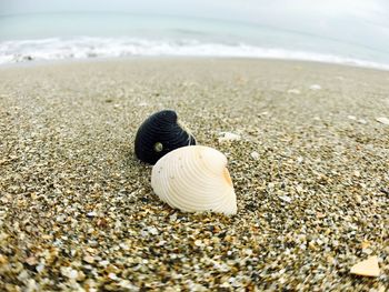 Close-up of seashell on sand at beach