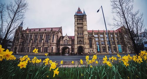 Daffodils growing at roadside against historic building