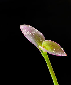 Close-up of leaf over black background