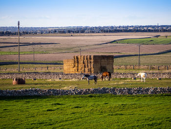 Horses in a field