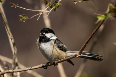 A black-capped chickadee, singing it's song poecile atricapillus