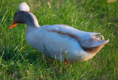 Duck on field