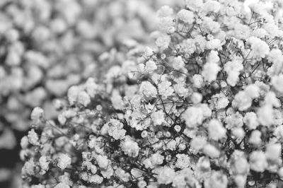 Close-up of flowers