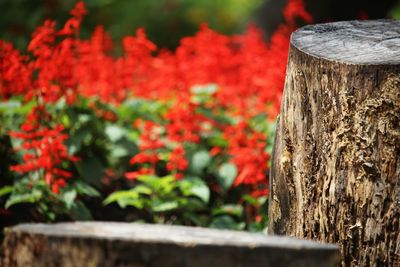 Close-up of wooden tree trunk