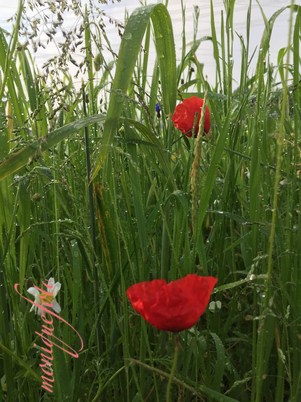 red, growth, plant, freshness, green color, nature, beauty in nature, close-up, field, flower, grass, stem, poppy, day, focus on foreground, fragility, growing, outdoors, tranquility, green