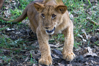 Portrait of lion