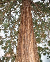 Low angle view of tree in forest