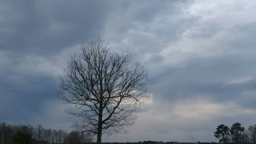 Low angle view of silhouette trees against sky