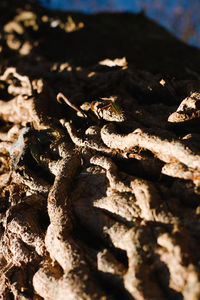Close-up of a reptile on tree trunk