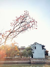 Cherry blossom tree by building against sky