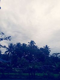 Low angle view of flowering trees against sky