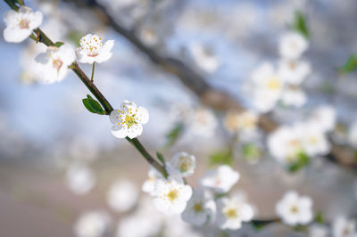 Close-up of white cherry blossom tree