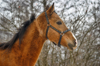 Close-up of a horse on bare tree