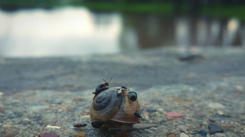 Close-up of bugs on snail at lakeshore