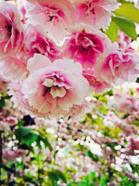 Close-up of pink flowers