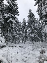 Snow covered pine trees in forest during winter