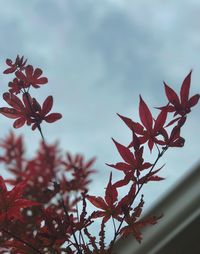 Low angle view of maple tree against sky